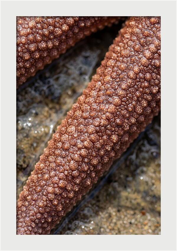 Intricate Starfish Patterns