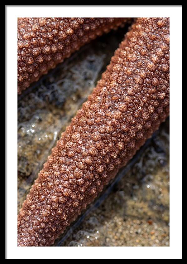 Intricate Starfish Patterns