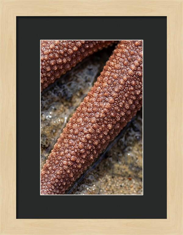 Intricate Starfish Patterns