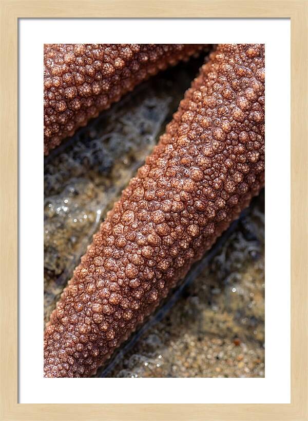 Intricate Starfish Patterns