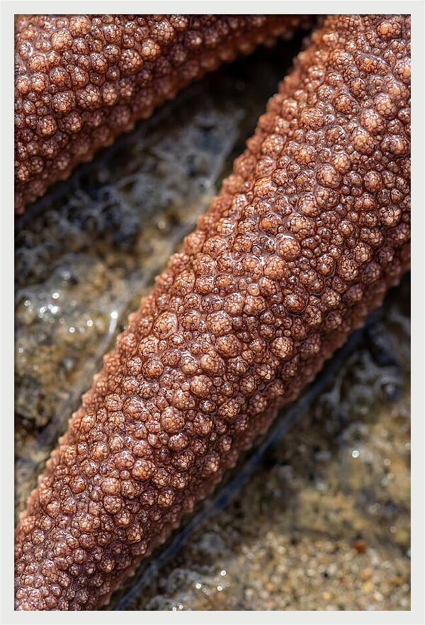 Intricate Starfish Patterns