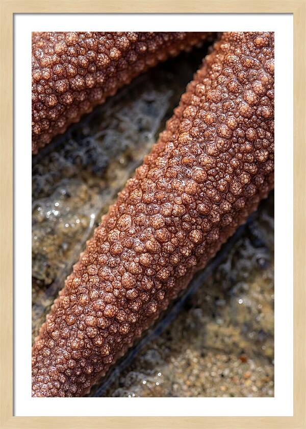 Intricate Starfish Patterns