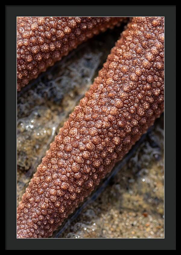 Intricate Starfish Patterns