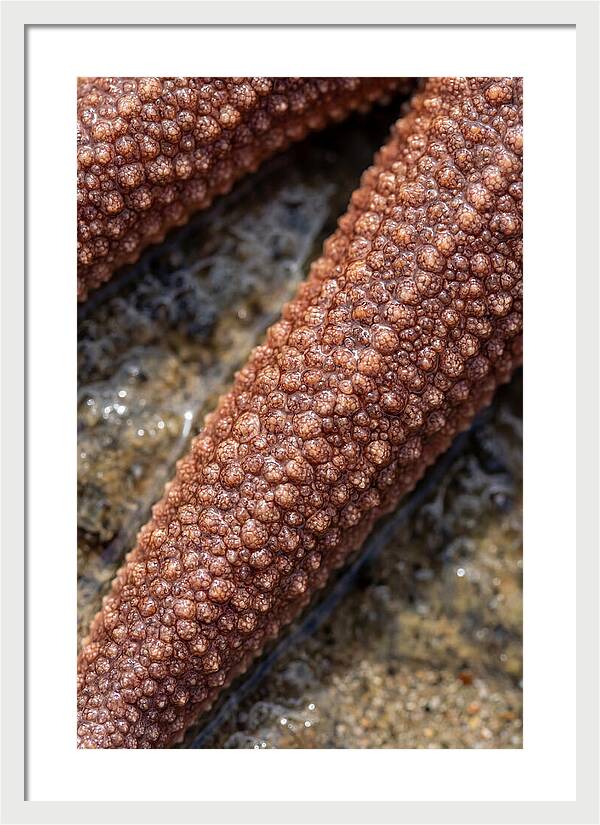 Intricate Starfish Patterns