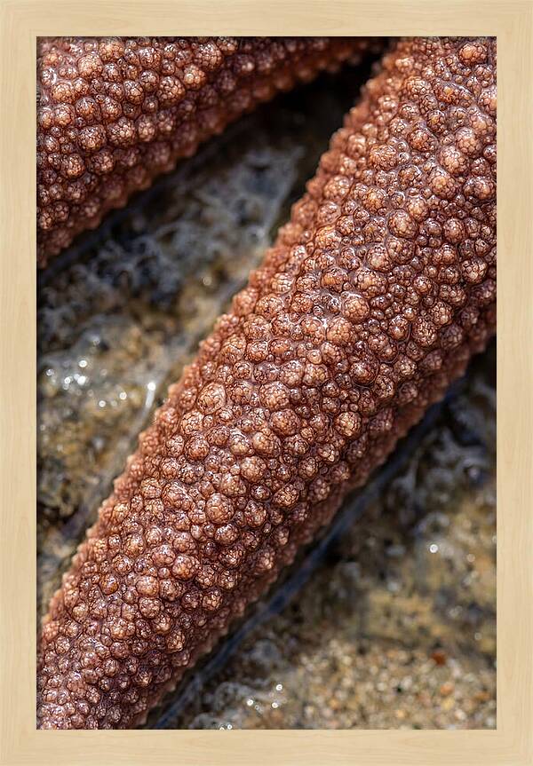 Intricate Starfish Patterns
