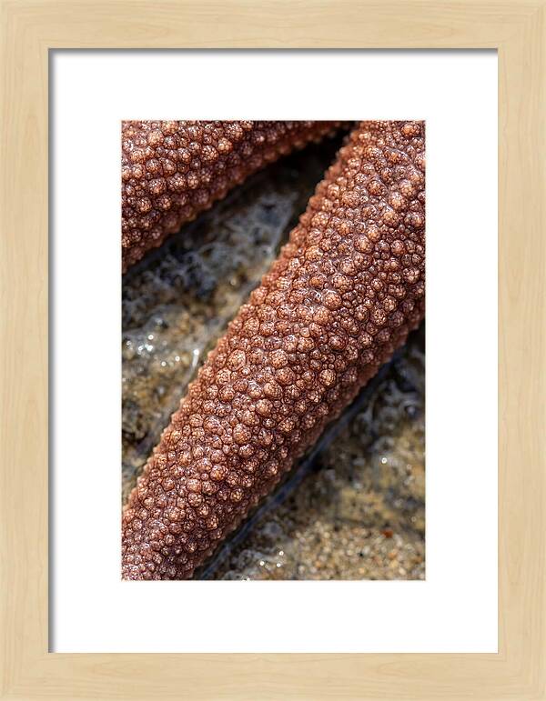 Intricate Starfish Patterns