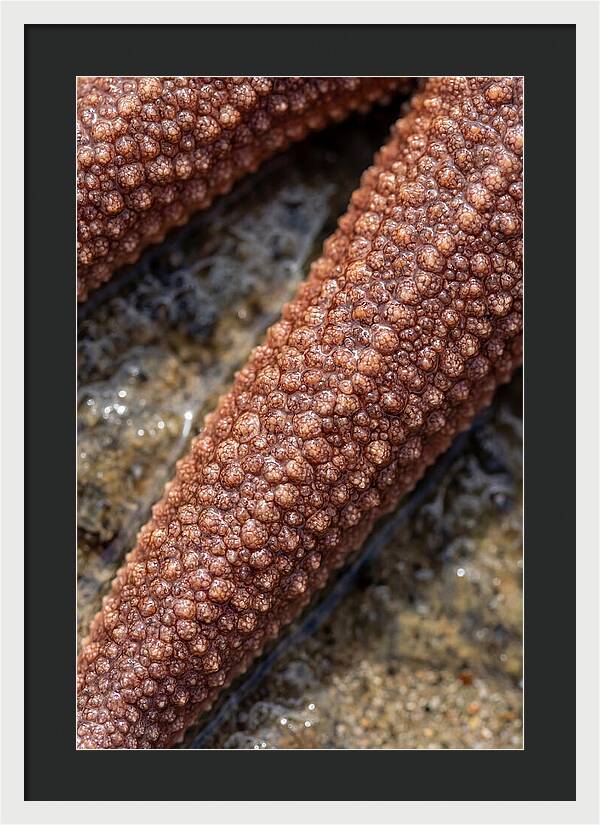 Intricate Starfish Patterns
