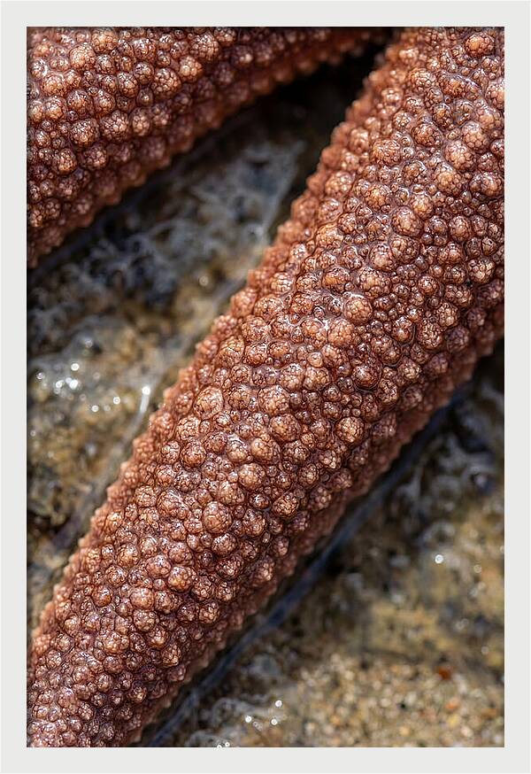Intricate Starfish Patterns
