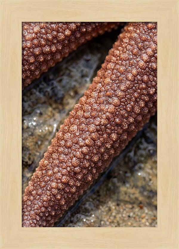 Intricate Starfish Patterns