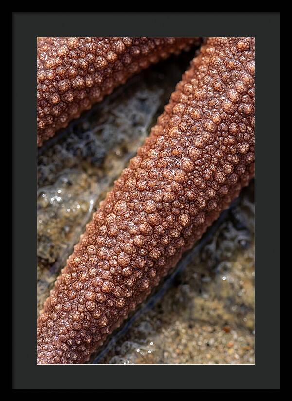 Intricate Starfish Patterns