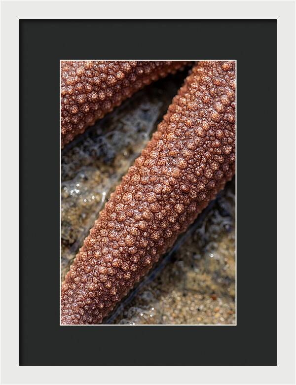 Intricate Starfish Patterns