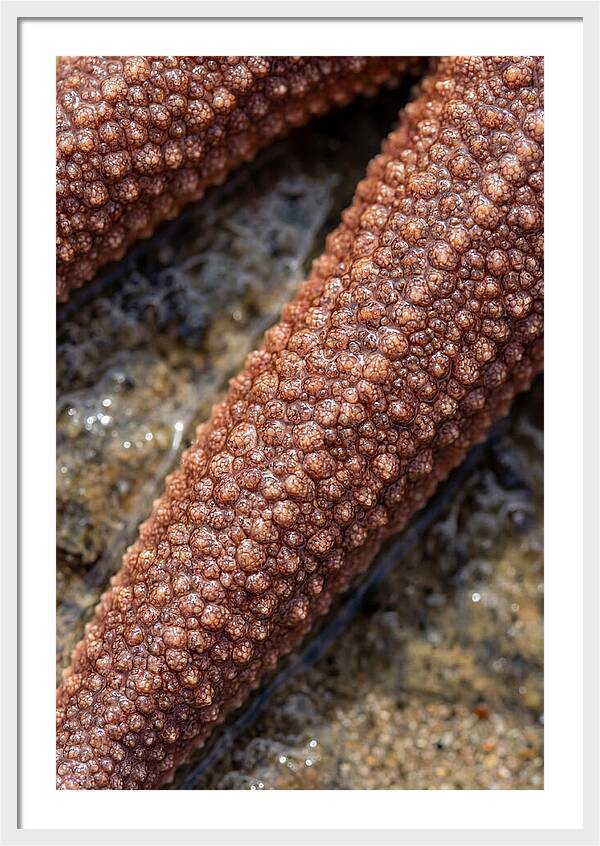 Intricate Starfish Patterns