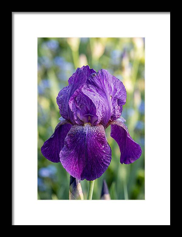 Iris Blooming In Sunlight