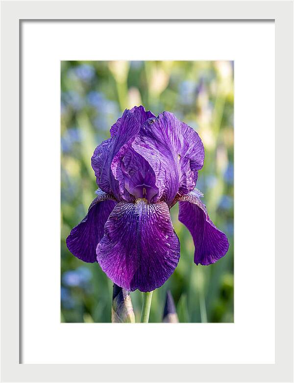 Iris Blooming In Sunlight