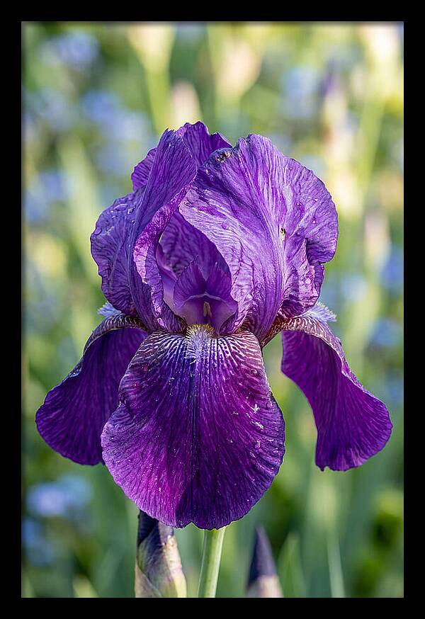 Iris Blooming In Sunlight