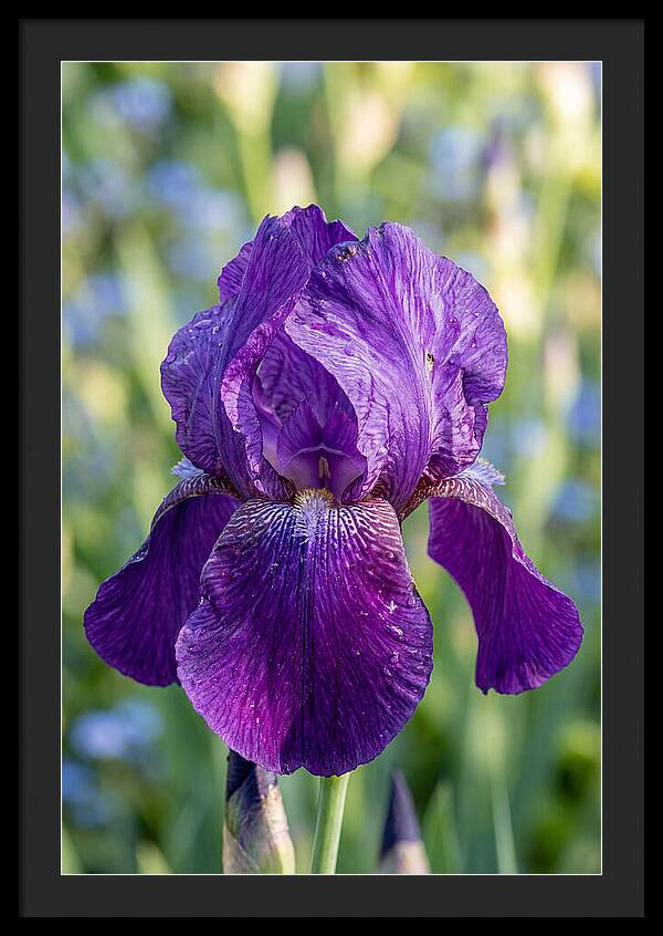 Iris Blooming In Sunlight