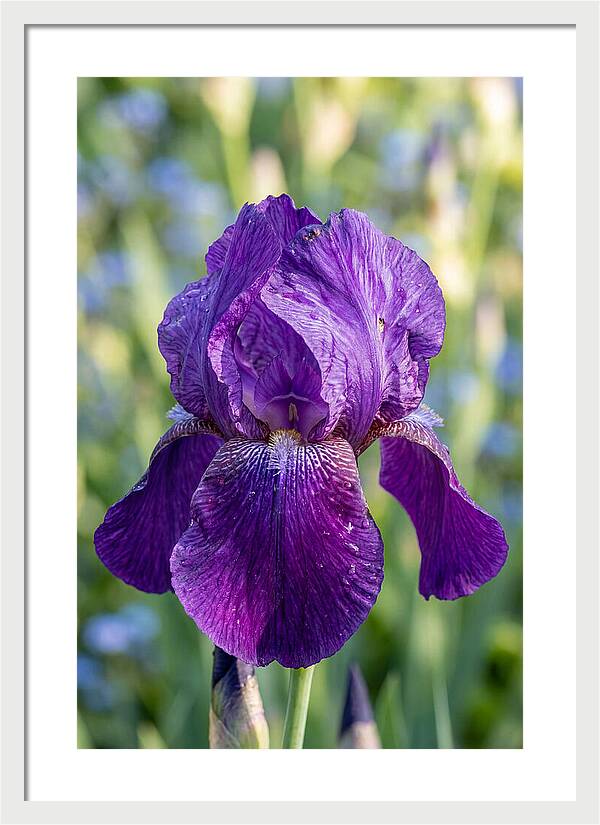 Iris Blooming In Sunlight