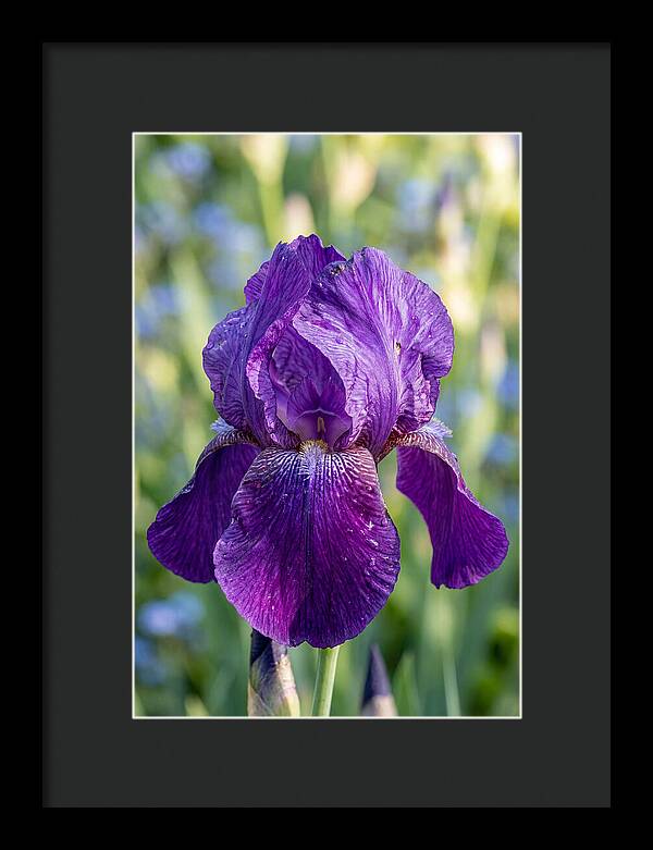 Iris Blooming In Sunlight