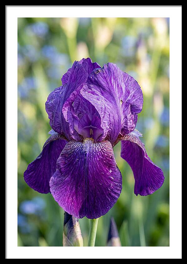 Iris Blooming In Sunlight