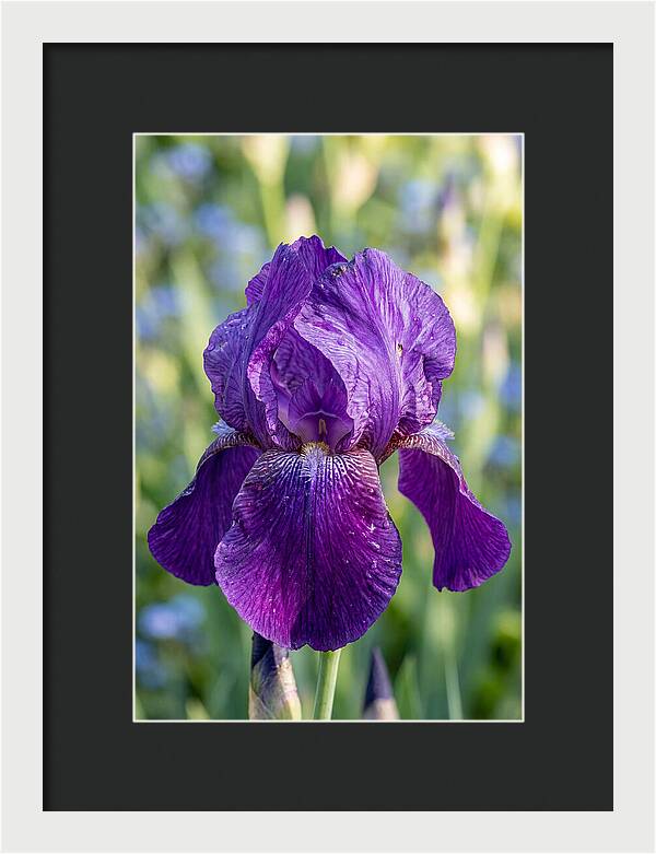 Iris Blooming In Sunlight