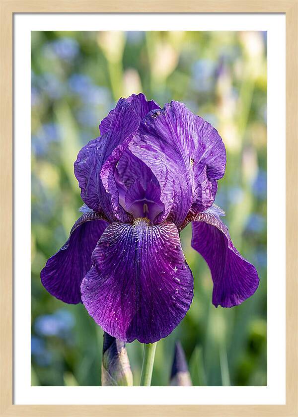 Iris Blooming In Sunlight