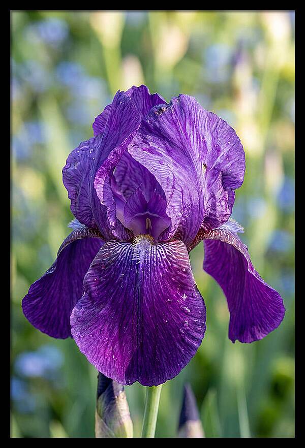 Iris Blooming In Sunlight