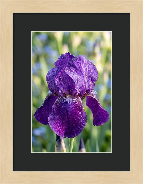 Iris Blooming In Sunlight