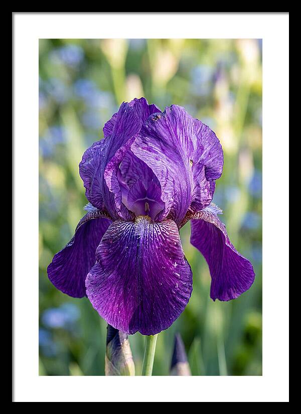 Iris Blooming In Sunlight