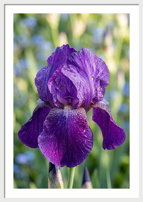 Iris Blooming In Sunlight