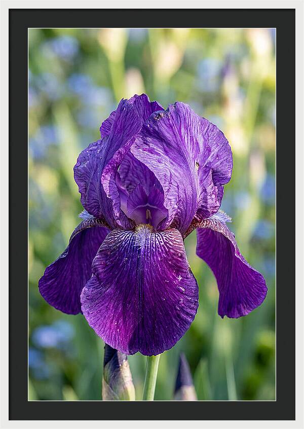Iris Blooming In Sunlight