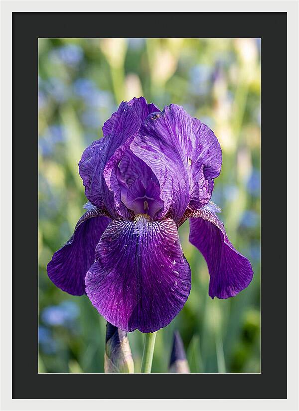 Iris Blooming In Sunlight