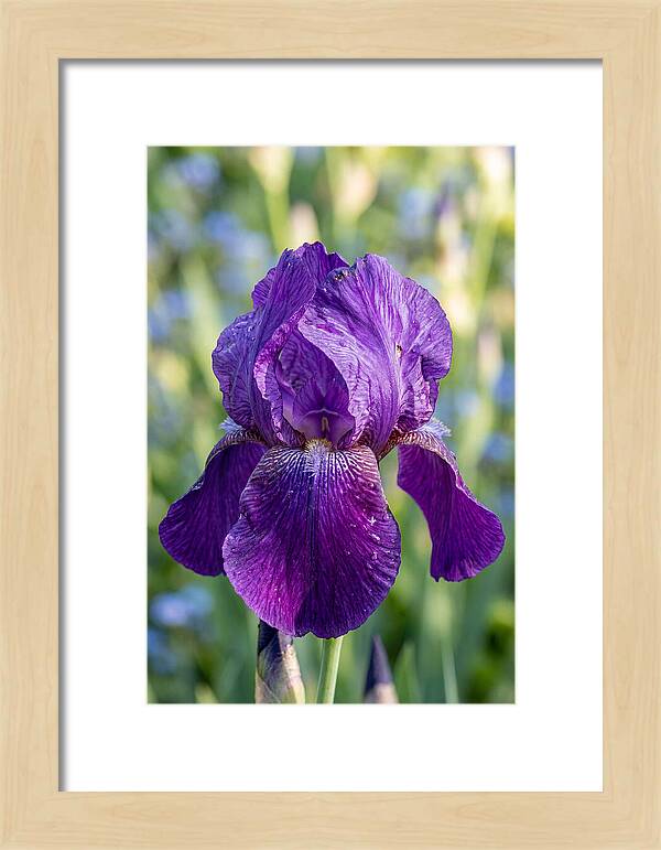 Iris Blooming In Sunlight