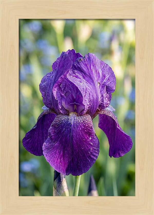 Iris Blooming In Sunlight