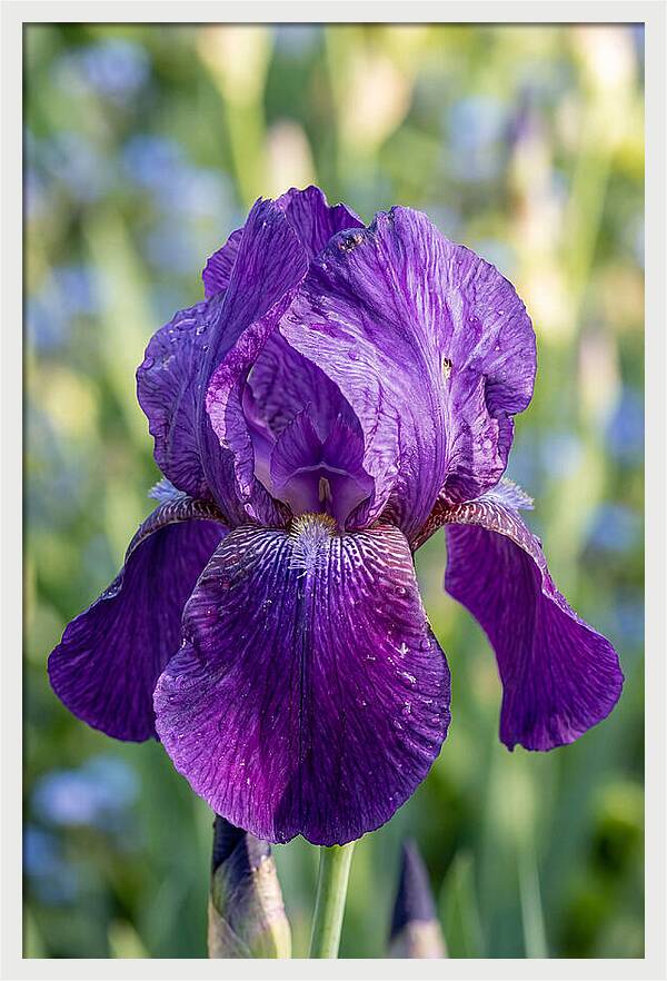 Iris Blooming In Sunlight