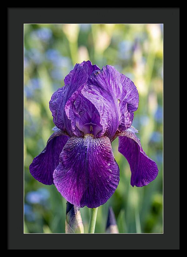 Iris Blooming In Sunlight