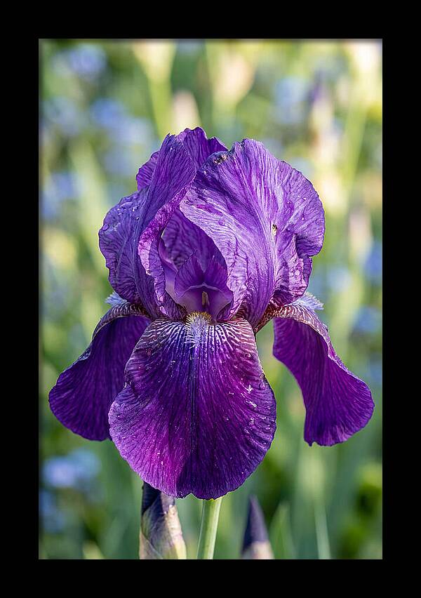 Iris Blooming In Sunlight