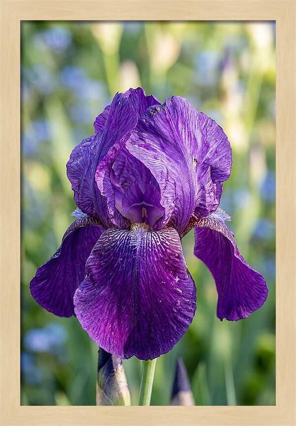 Iris Blooming In Sunlight