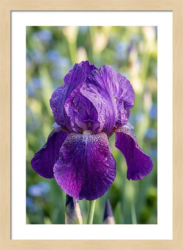 Iris Blooming In Sunlight