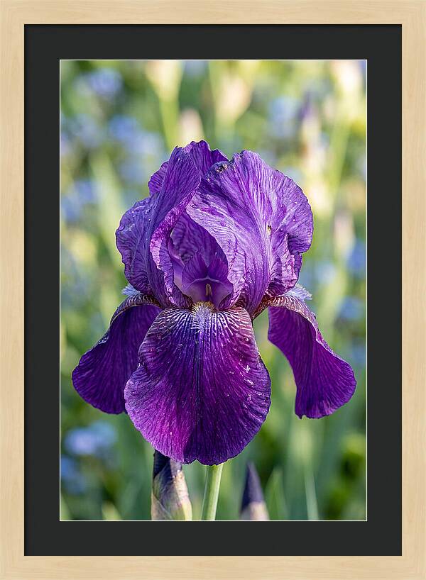 Iris Blooming In Sunlight