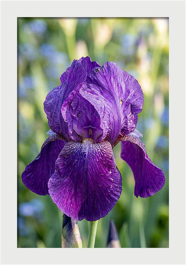 Iris Blooming In Sunlight