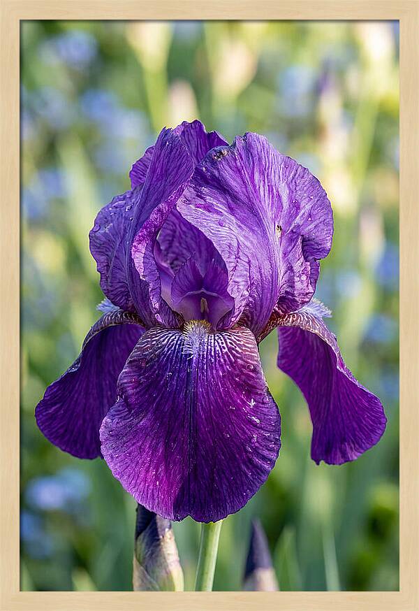 Iris Blooming In Sunlight