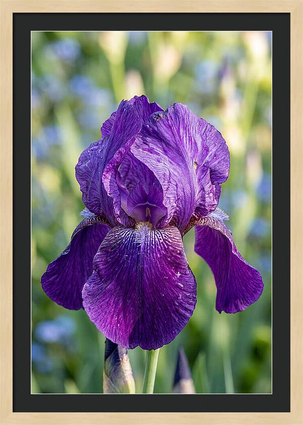 Iris Blooming In Sunlight