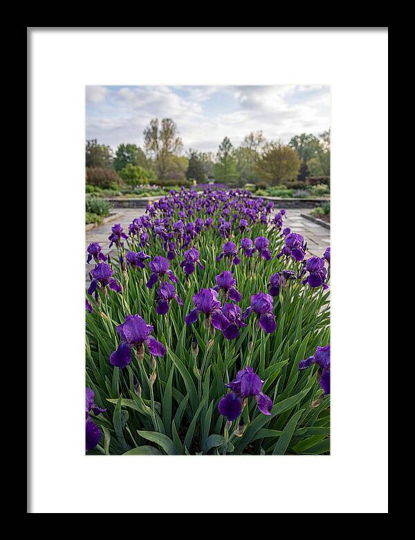 Iris Blooms In Full Glory