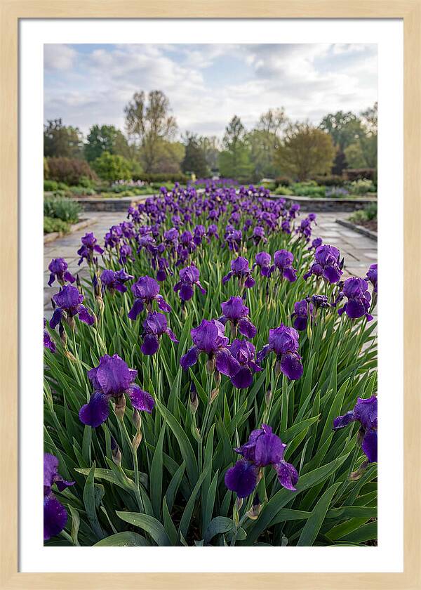Iris Blooms In Full Glory
