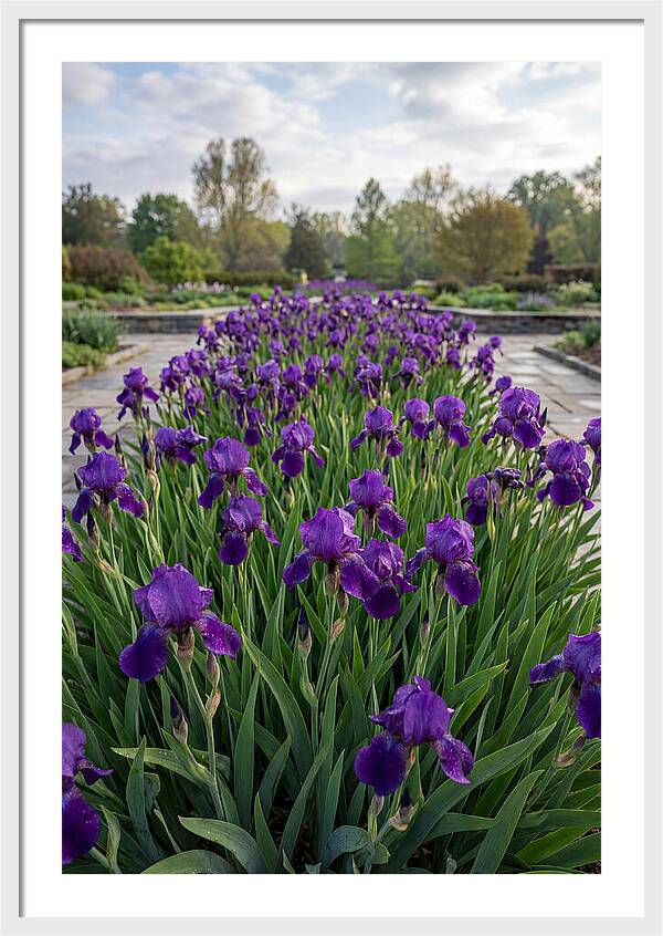 Iris Blooms In Full Glory