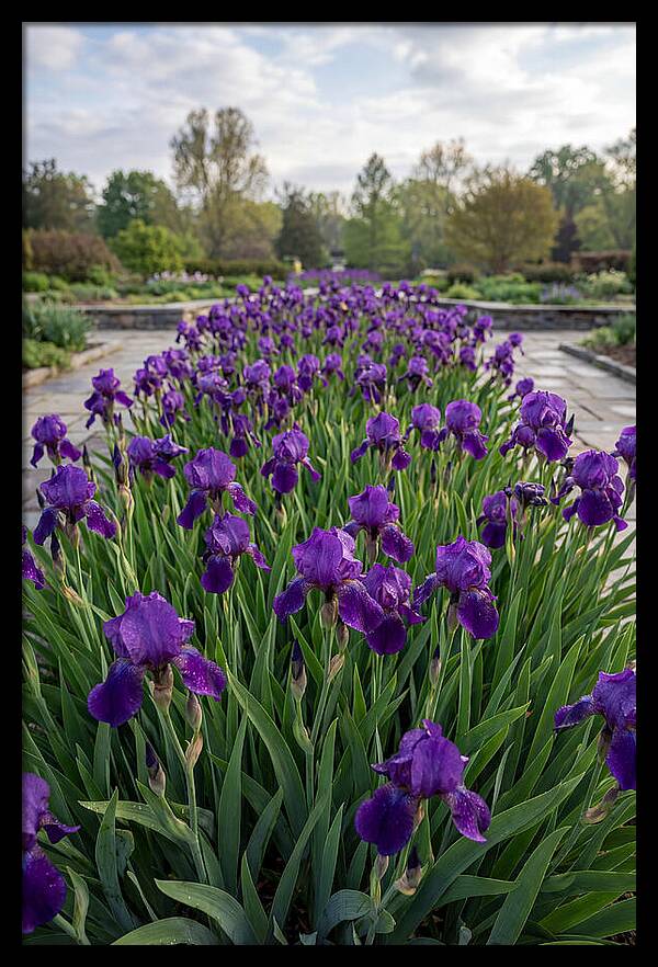 Iris Blooms In Full Glory