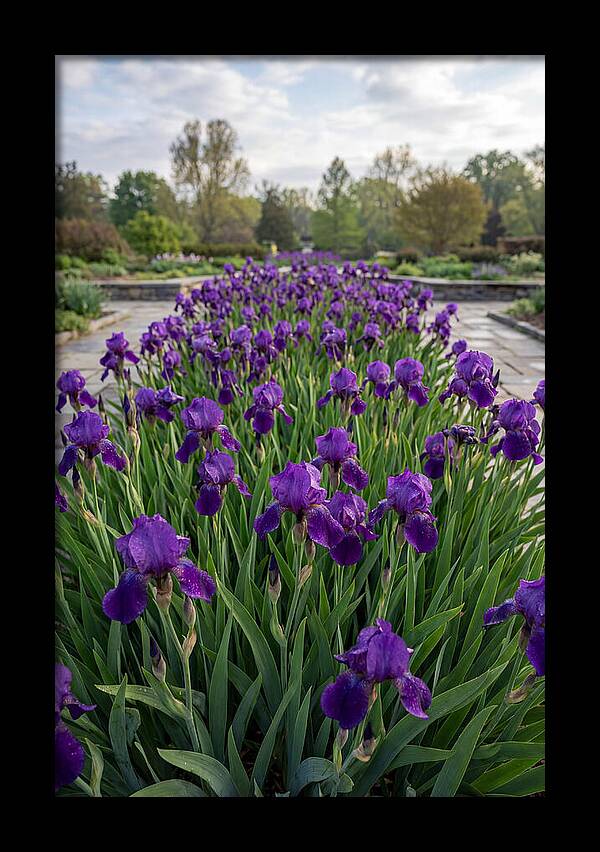 Iris Blooms In Full Glory