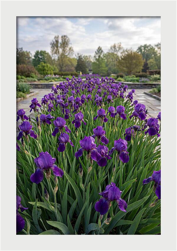 Iris Blooms In Full Glory