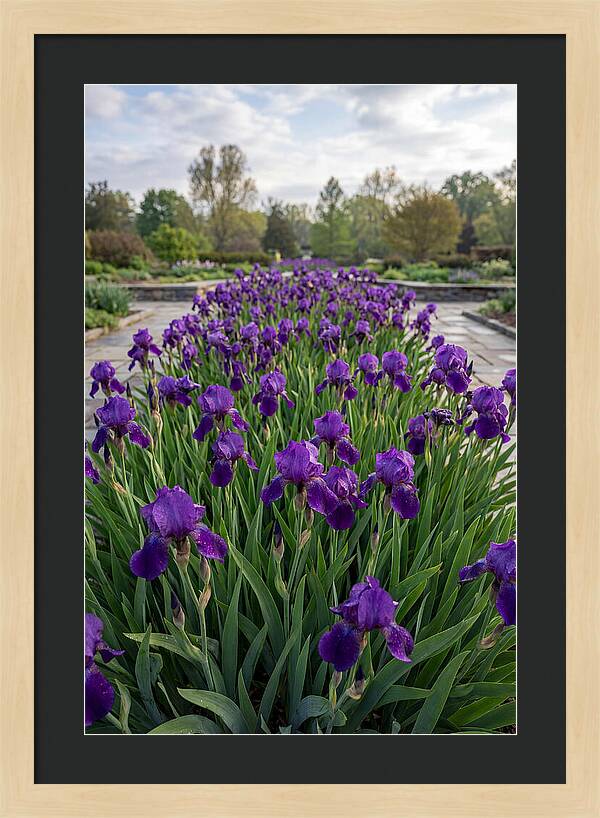 Iris Blooms In Full Glory