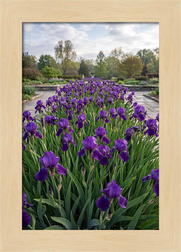 Iris Blooms In Full Glory